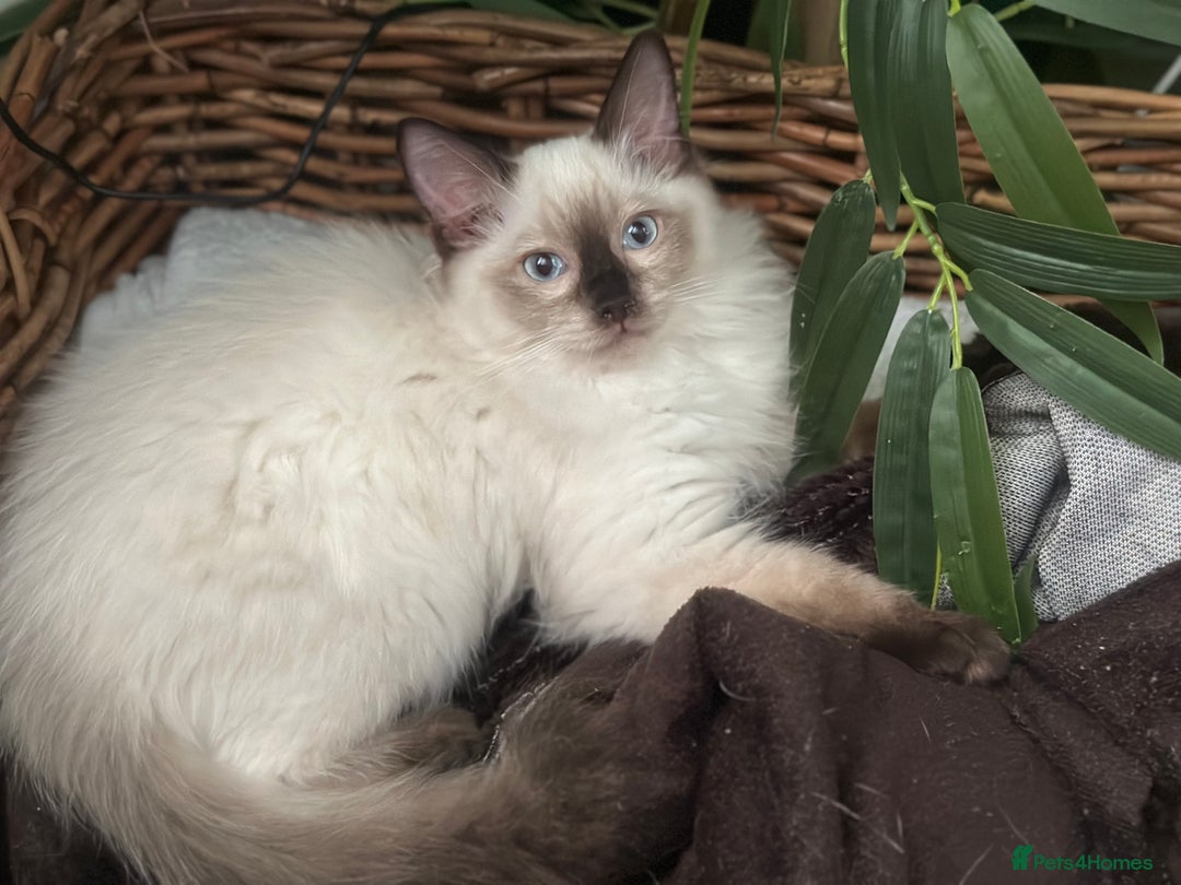 Ragdoll cats for sale: ✨Seal Point Male - Ready from 15th Nov 💙 - Image 1