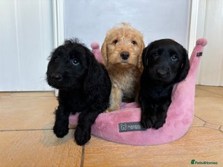 Labradoodle dogs ⭐️⭐️ Stunning F1 Miniature Labradoodles ⭐️⭐️ - Advert 9