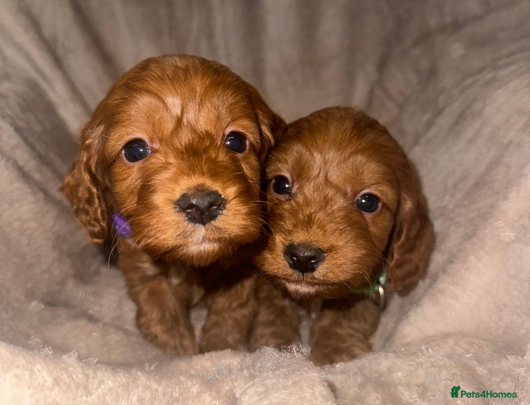 Cockapoo dogs for sale: 7 Cockapoo F1 class Fox red puppies - Advert 10