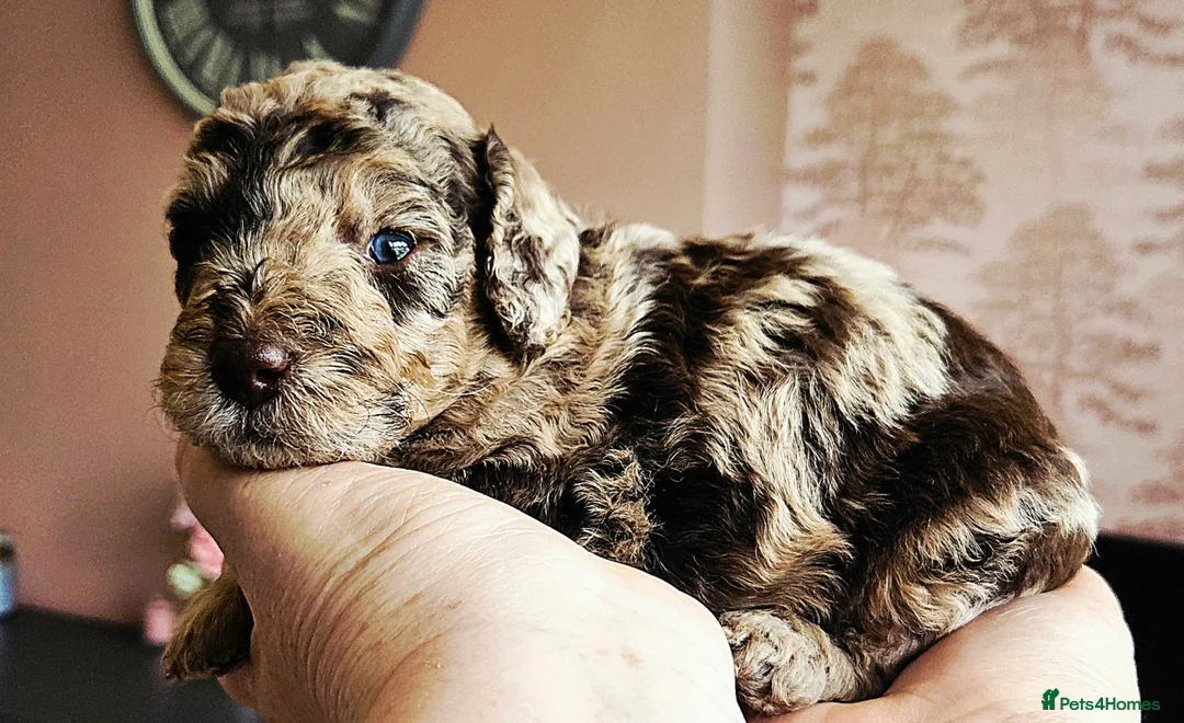 Cockapoo dogs for sale: Chocolate Merle Boy - Advert 9