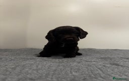 Cocker Spaniel dogs for sale: 4 beautiful cocker spaniel pups for sale - Image 6