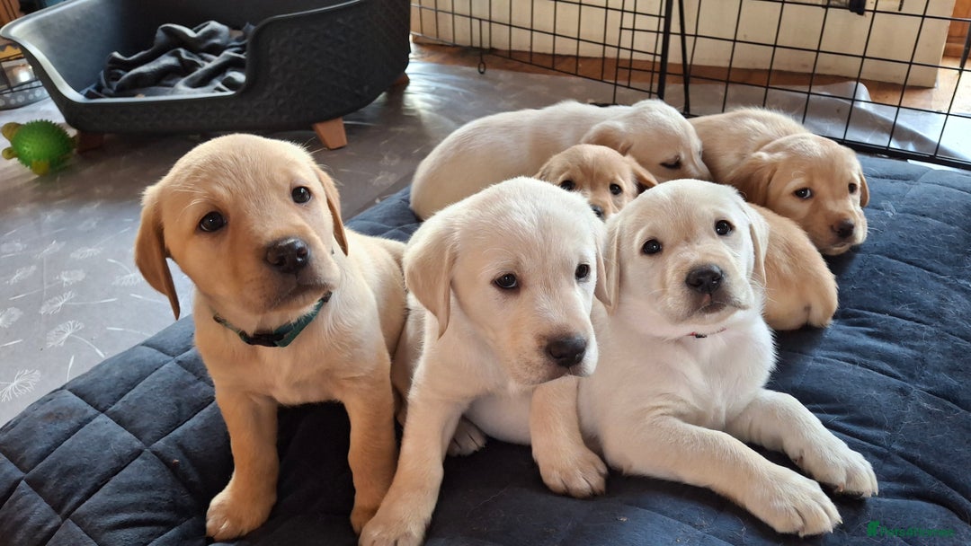Labrador Retriever dogs for sale: Labrador puppies ready to leave. - Advert 9
