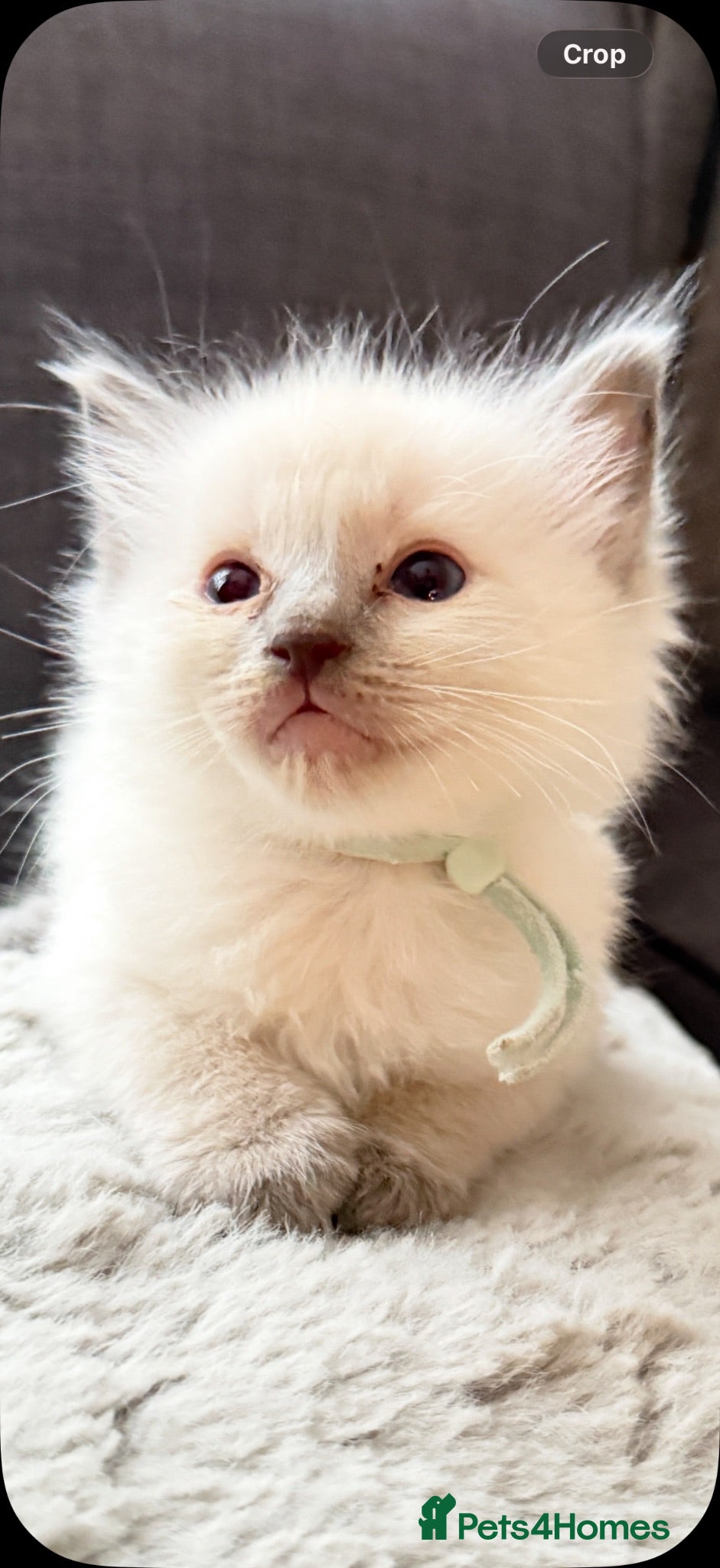 Ragdoll cats *** Only 3 male Pure Ragdoll Kittens Left*** - Advert 3