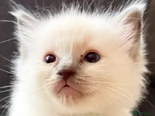 Ragdoll cats *** Only 3 male Pure Ragdoll Kittens Left*** - Advert 3