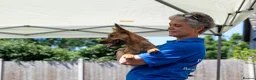 Mixed Breed dogs for adoption: Lovely Layla in Fleet - Advert 6