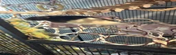 Rat rodents for sale: 2 male rats for sale  in Leeds - Advert 10