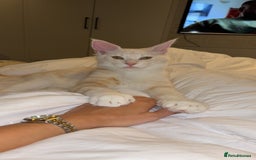 Maine Coon cats for sale: Stunning Red Smoke Male Maine Coon - Image 4