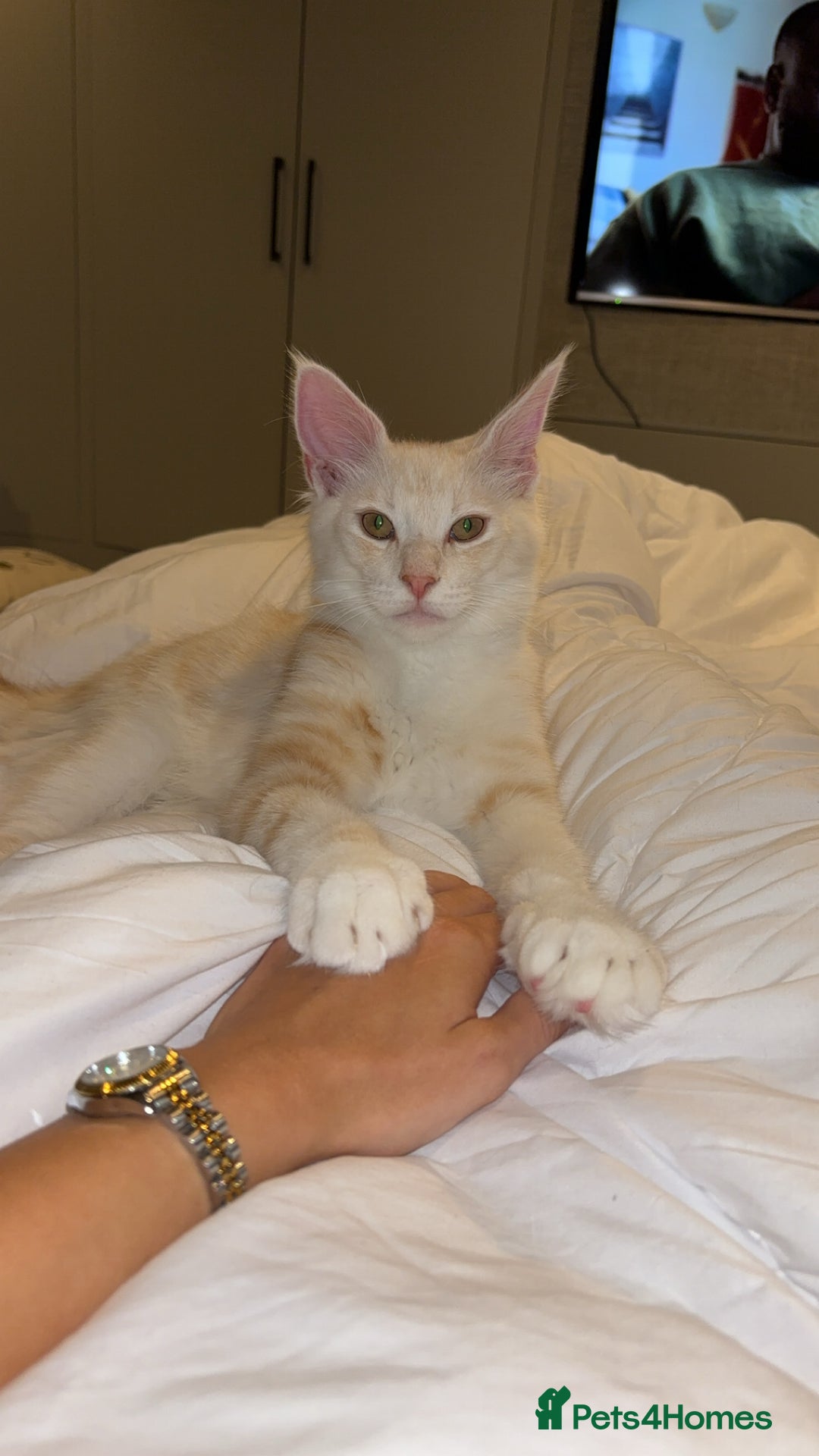 Maine Coon cats for sale: Stunning Red Smoke Male Maine Coon - Image 4