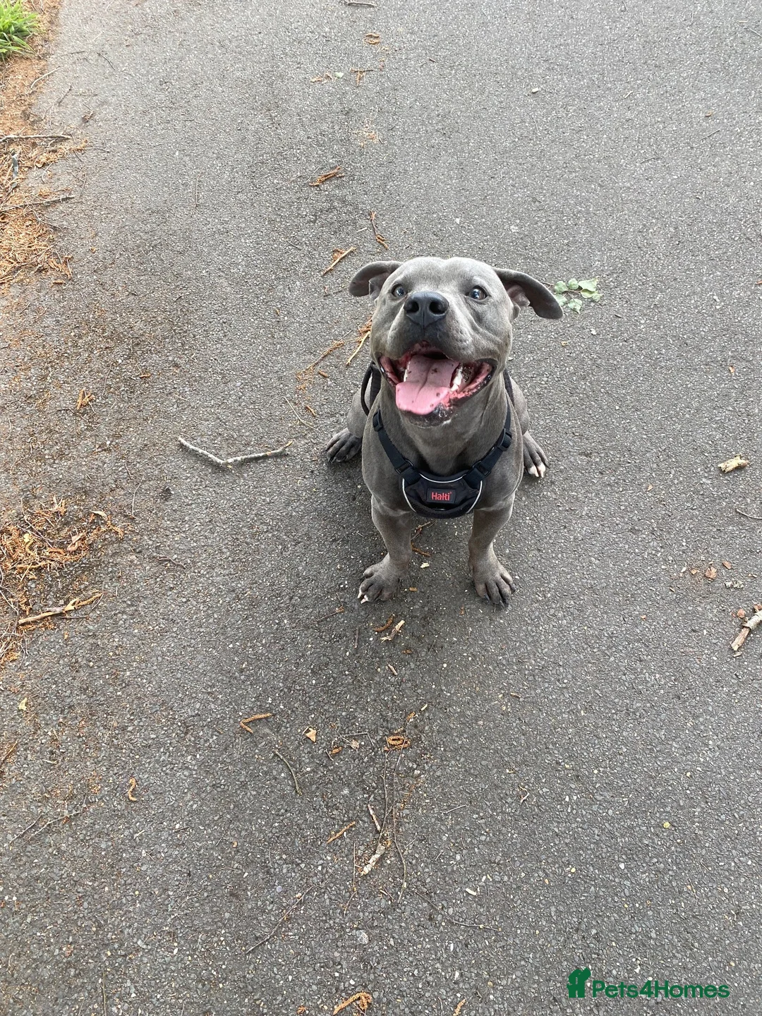 Staffordshire Bull Terrier dogs for stud: Lennox BLUE STAFF  in Weybridge - Advert 2