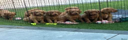 Labradoodle dogs for sale: Outstanding F1 miniatures health test tested  - Advert 9