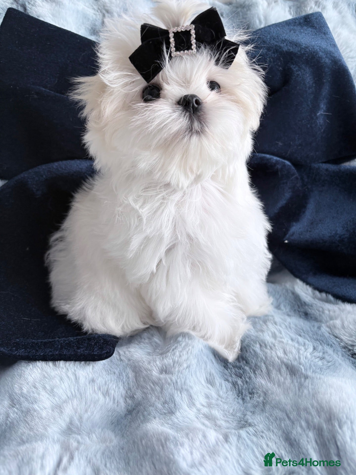Maltese dogs for sale: 🖤Gorgeous Korean boy available 🖤 - Advert 2