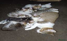 Bengal cats for sale: Cat kitten  - Image 6