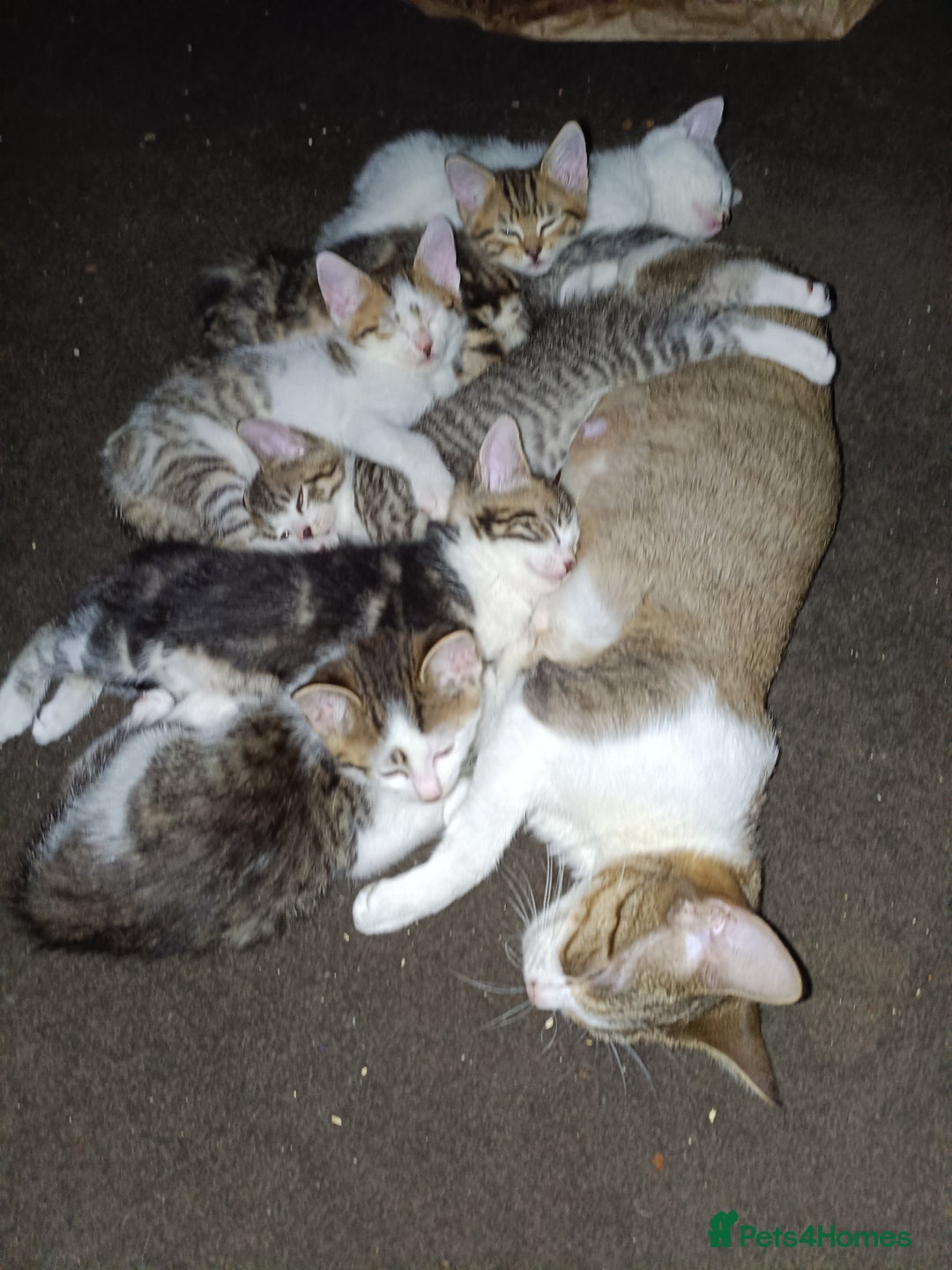 Bengal cats for sale: Cat kitten  - Image 6