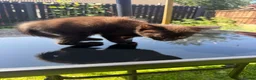 Mixed Breed cats for sale: Fluffy kittens ready for their new homes - Advert 4