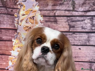 Cavalier King Charles Spaniel dogs KC Reg Cavalier King Charles Spaniel for Stud in Eastbourne - Advert 14