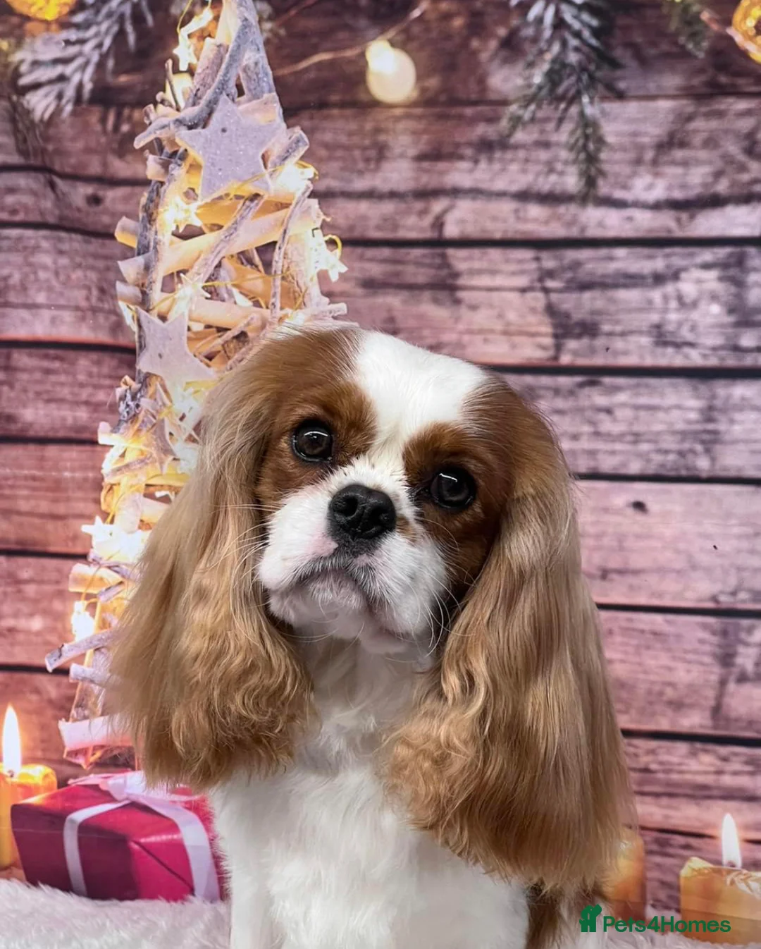 Cavalier King Charles Spaniel dogs for stud: KC Reg Cavalier King Charles Spaniel for Stud in Eastbourne - Advert 4