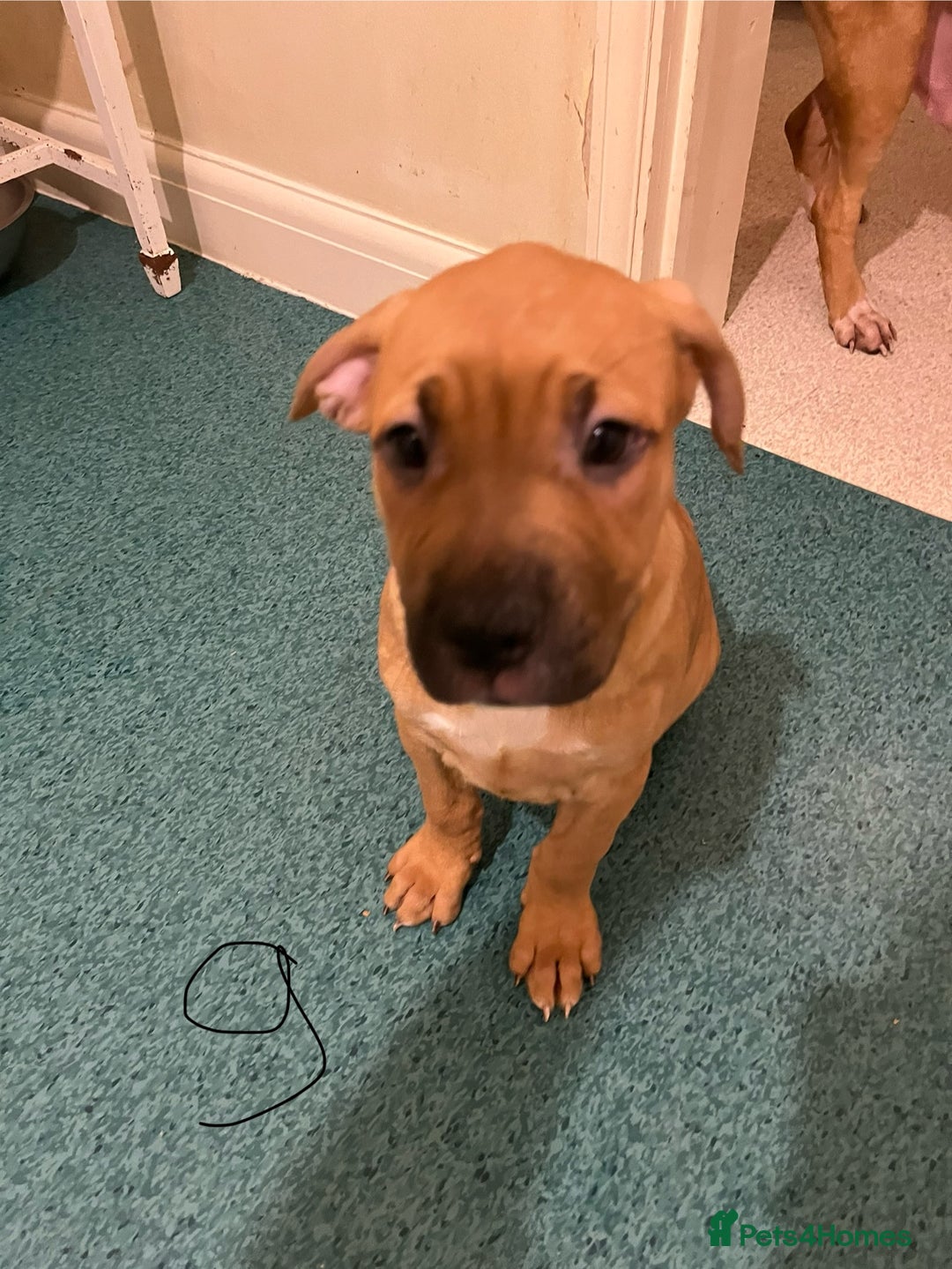 Mixed Breed dogs for sale: Beautiful chunky puppies 😍 - Advert 4