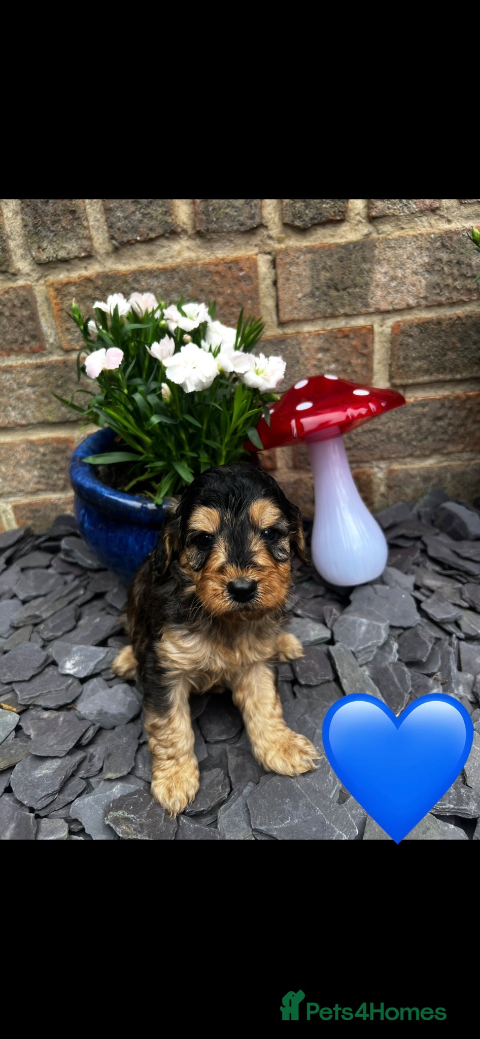 Cockapoo dogs F1b cockapoo for sale - Advert 1