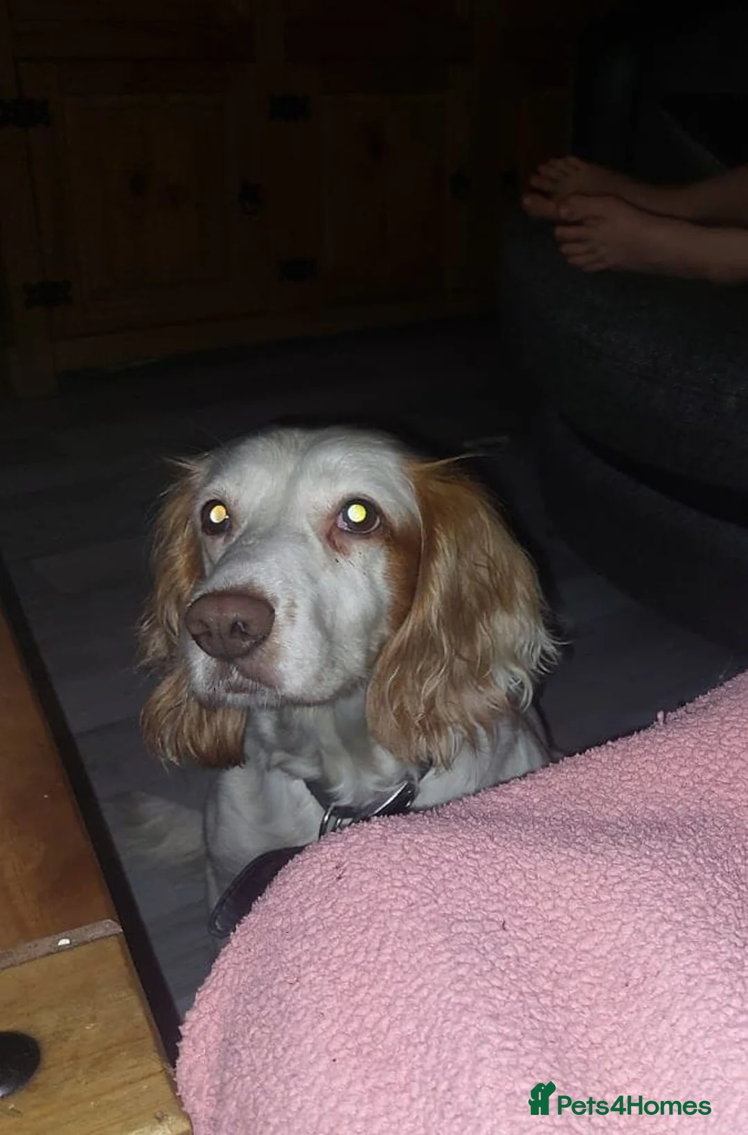 Mixed Breed dogs for sale: sprollie puppies for sale  in Sheffield - Advert 1