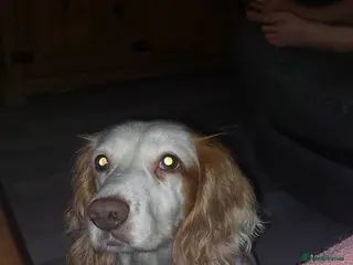 Mixed Breed dogs sprollie puppies for sale in Sheffield - Advert 12