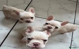 French Bulldog dogs for sale: French bulldog puppies REDUCED! - Image 1
