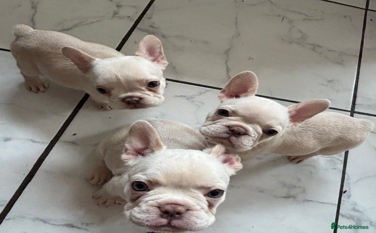 French Bulldog dogs - Advert 20