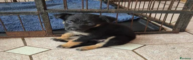 Mixed Breed 7