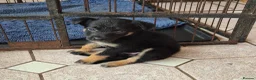 Mixed Breed dogs for sale: Kelpie cross collie puppies  - Advert 4