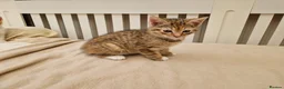Mixed Breed cats for sale: Sweet female Tabby kitten - Advert 10