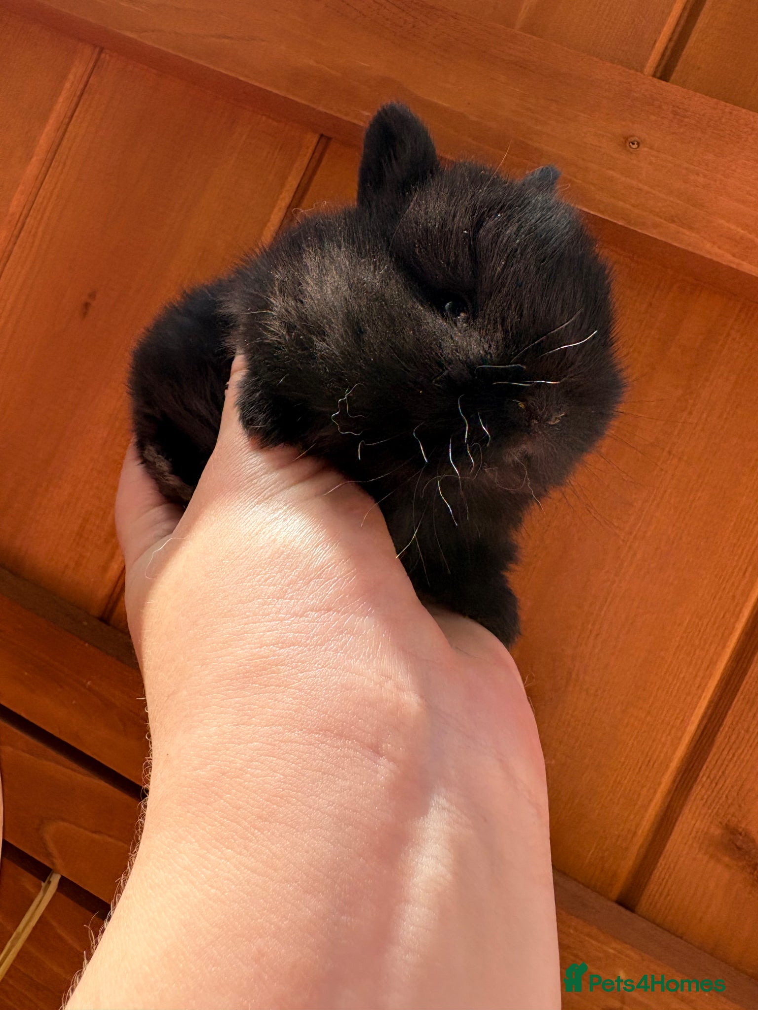 Netherland Dwarf rabbits Netherland dwarf babies  - Advert 11