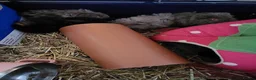 Guinea Pig rodents for sale: Adorable fluffy girl and boy guinea pig babies - Advert 6