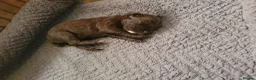Cocker Spaniel dogs for sale: Kc reg working cocker spaniel puppies  - Advert 3