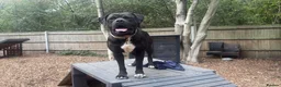Mixed Breed dogs for sale: Rome Cane Corso x Dogue de Bordeaux  - Advert 5