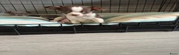 Chihuahua dogs for sale:  Beautiful Chihuahua Puppies  - Advert 2