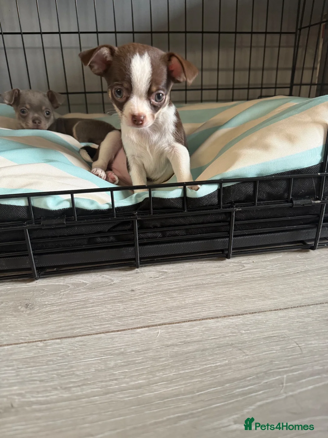 Chihuahua dogs for sale:  Beautiful Chihuahua Puppies  - Advert 2