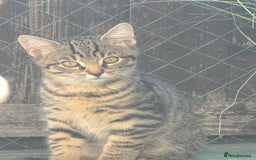 Mixed Breed cats for sale: Last little girl  - Image 2