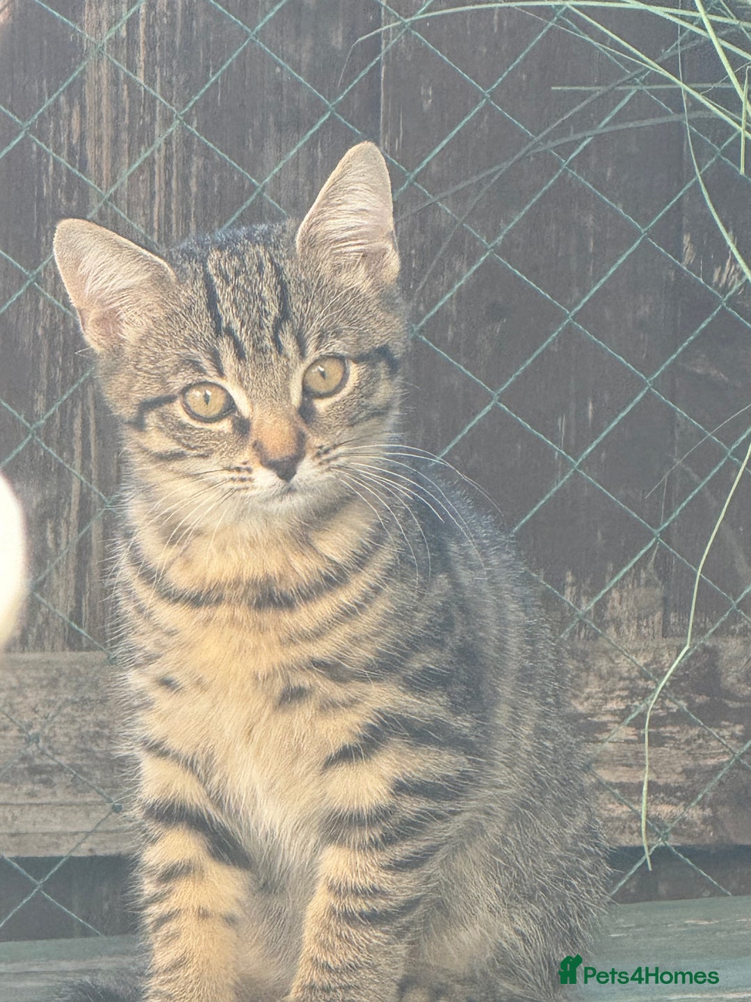 Mixed Breed cats for sale: Last little girl  - Image 2
