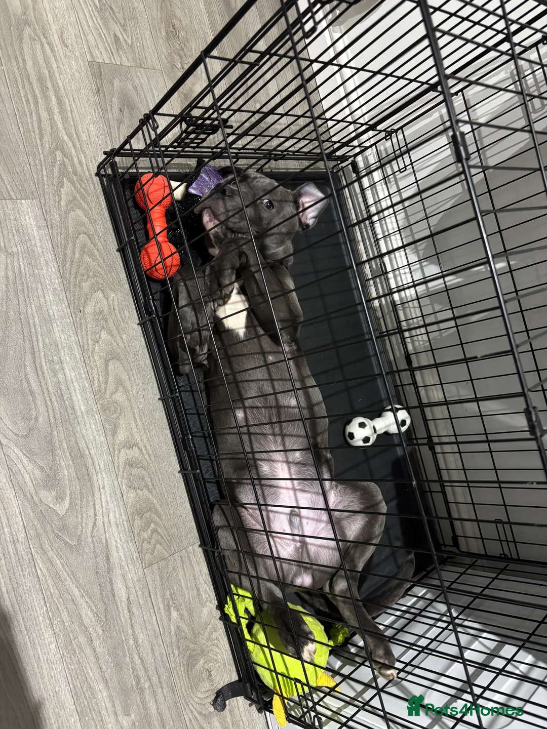 Mixed Breed dogs for sale: Staffordshire bull cross  - Advert 4