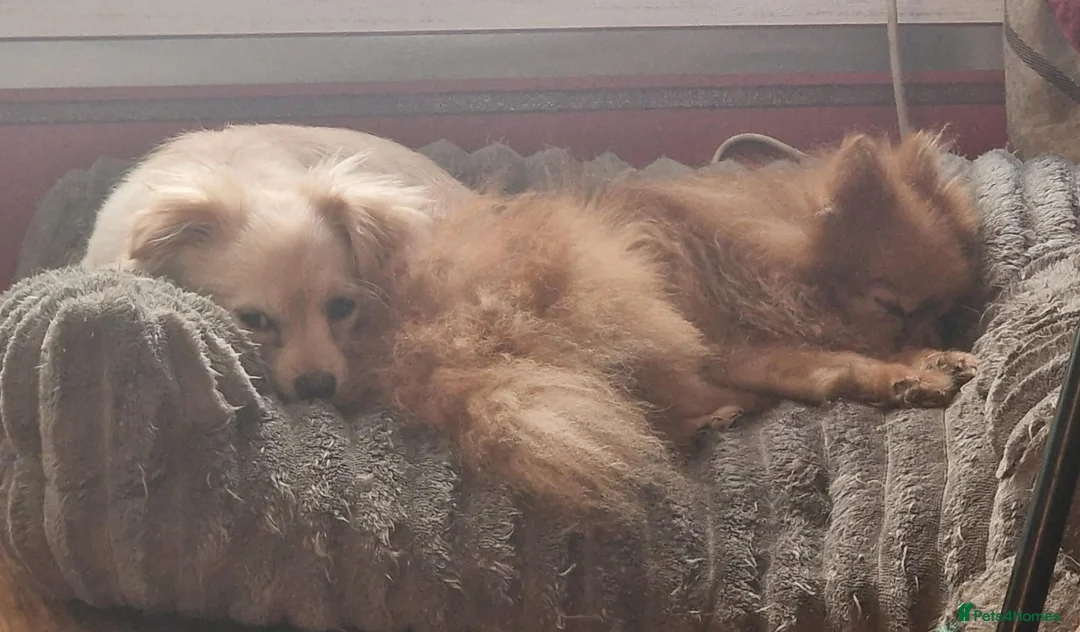 Mixed Breed dogs for sale: Pom x Shih Tzu pup - Advert 2