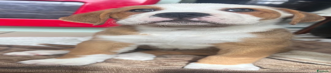 Mixed Breed Puppy 6