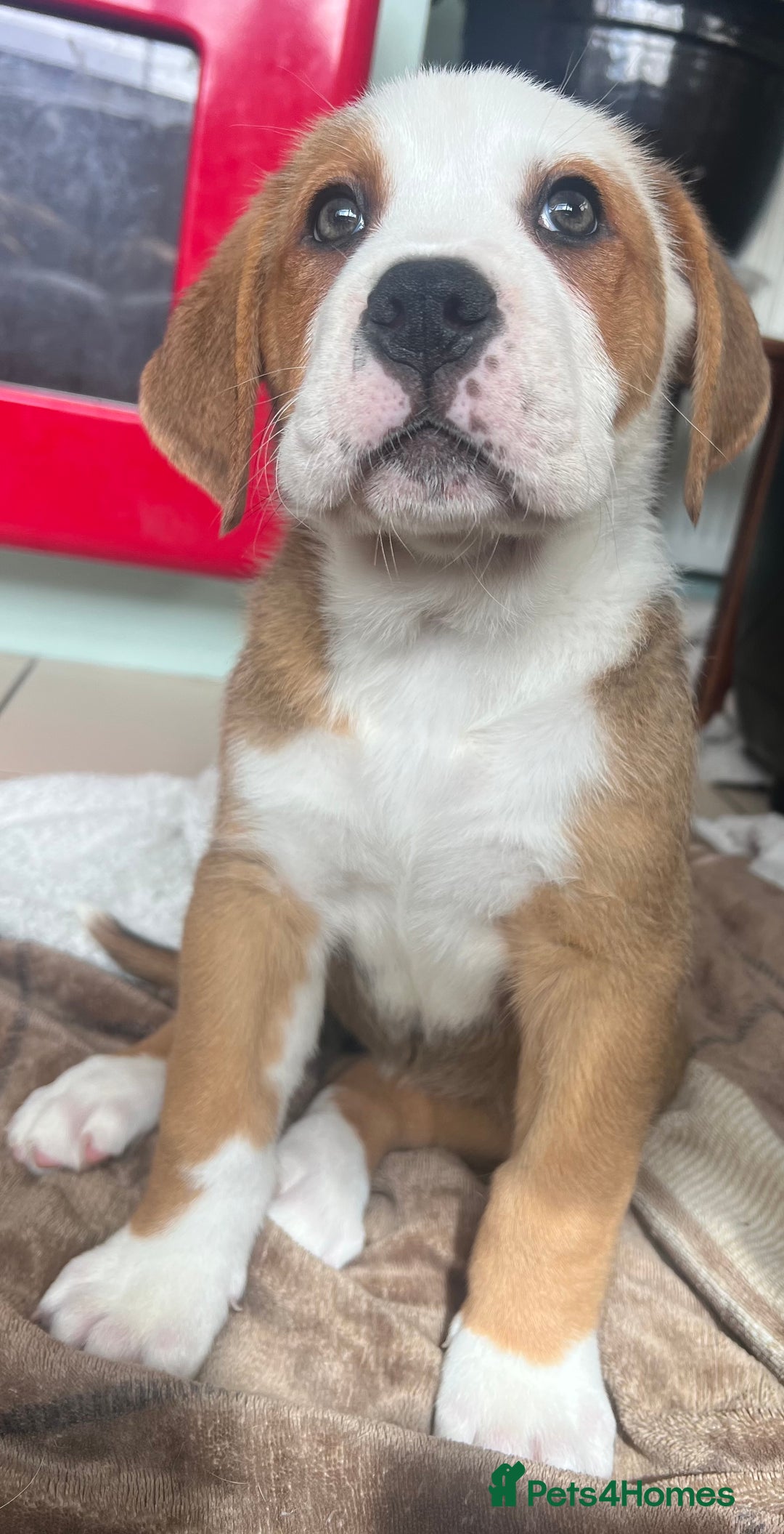 Mixed Breed dogs for sale: American Bulldog X Bernese mountain Dogs  - Image 23