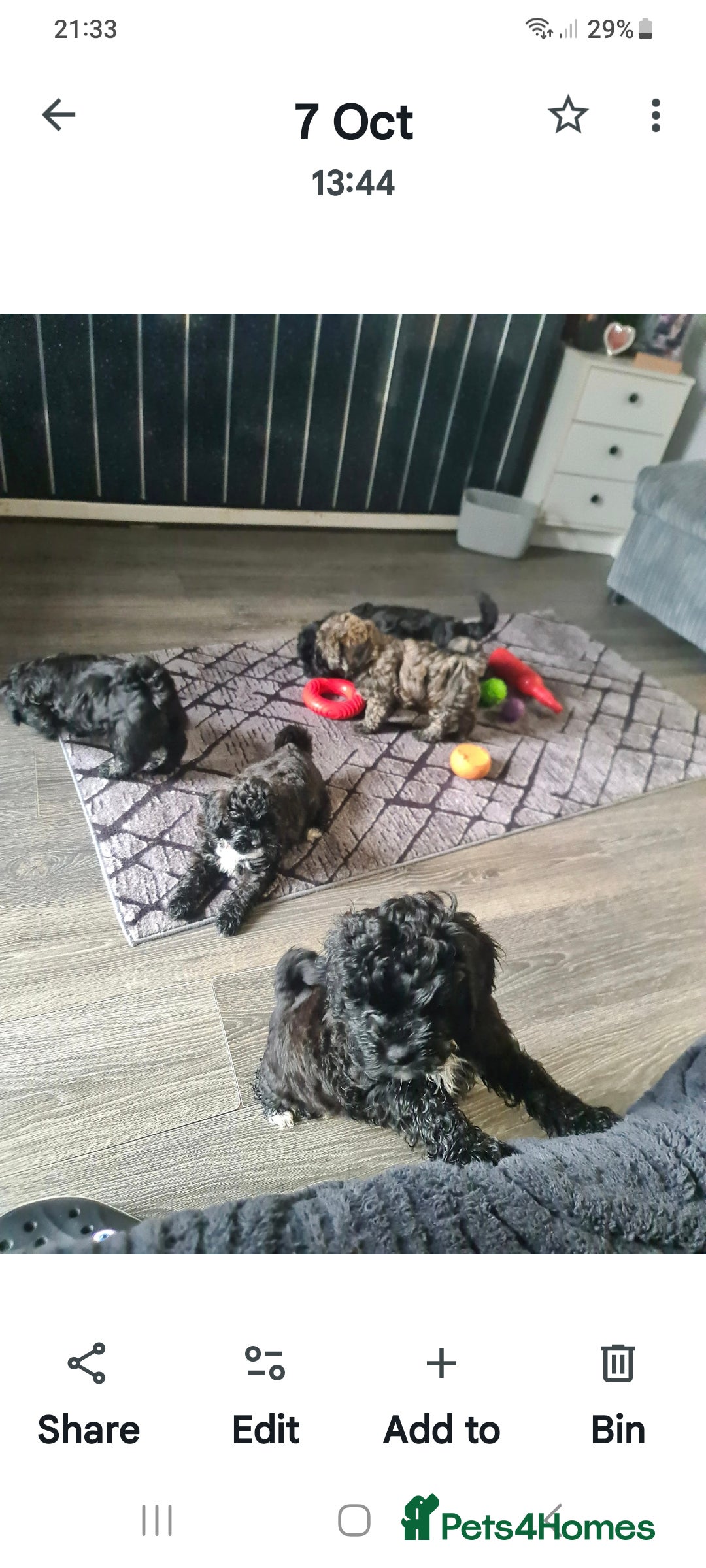 Shihpoo dogs for sale: Beautiful shihpoo puppies  - Image 1