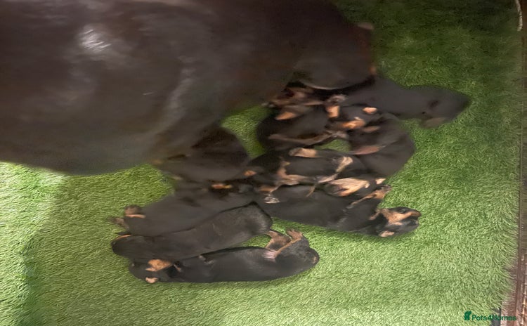 Rottweiler dogs - Advert 3