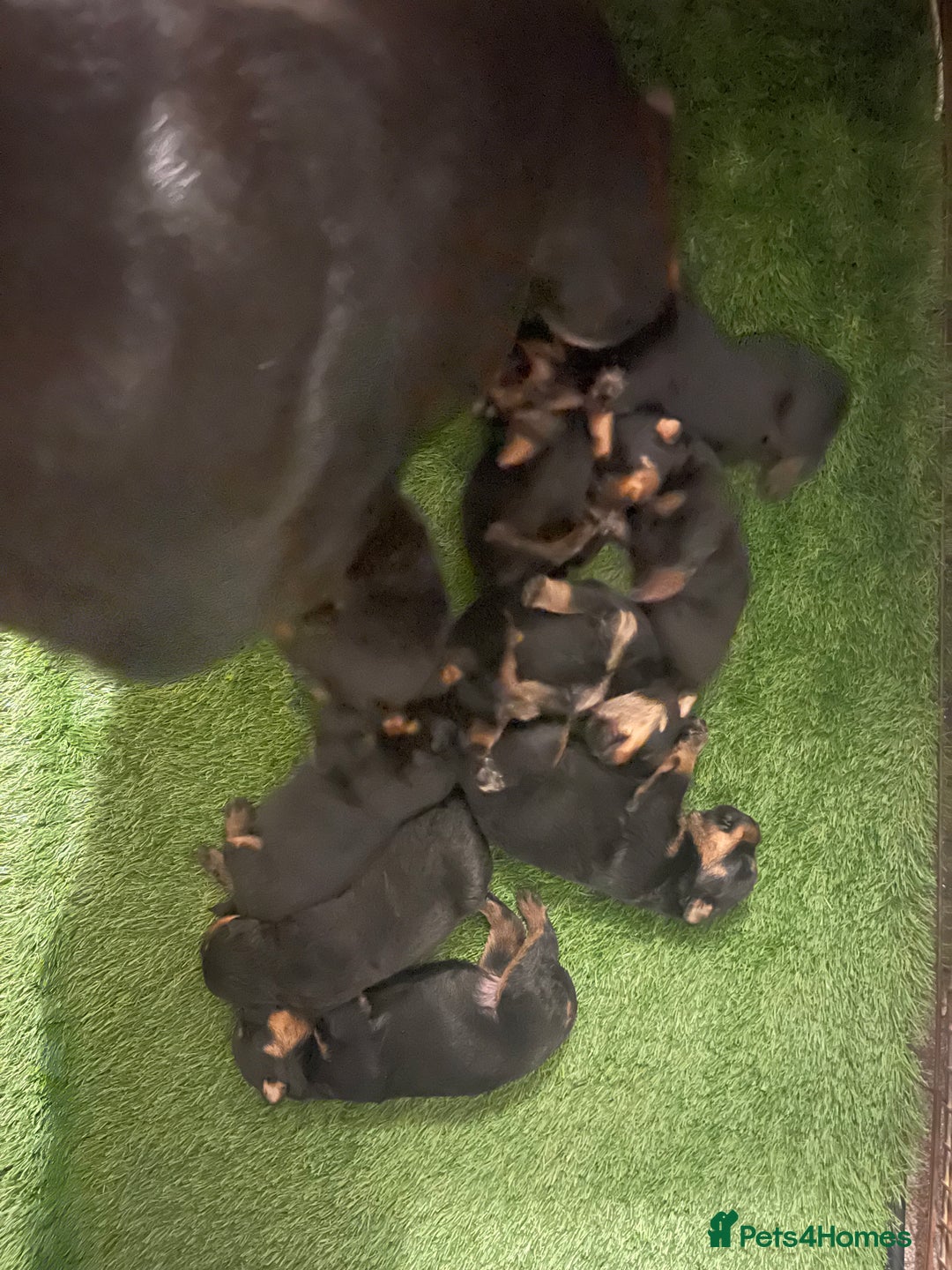 Rottweiler dogs for sale: Rottweiler/rotty puppies - Image 1