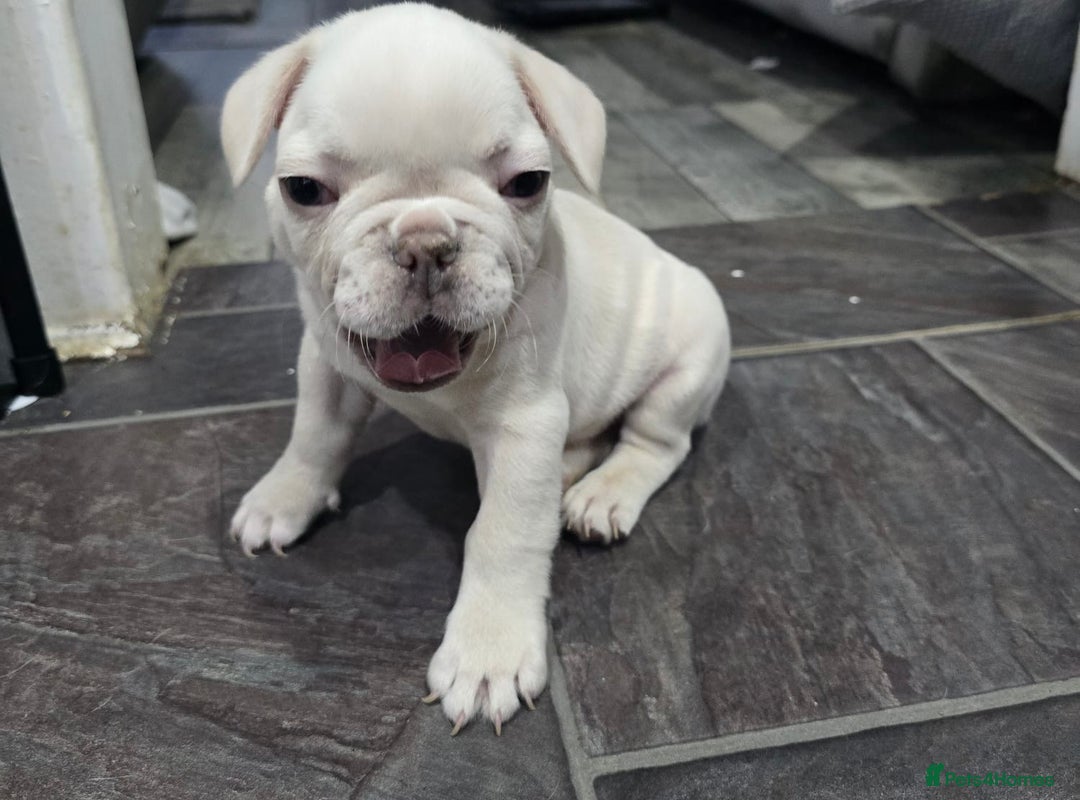 French Bulldog dogs for sale: KC Platinum French Bulldog Boy–Carrying Fluffy 🐾 - Image 4