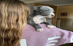 Italian Greyhound dogs for sale: 🐾kc registered Italian greyhound puppies 🐾 - Image 11