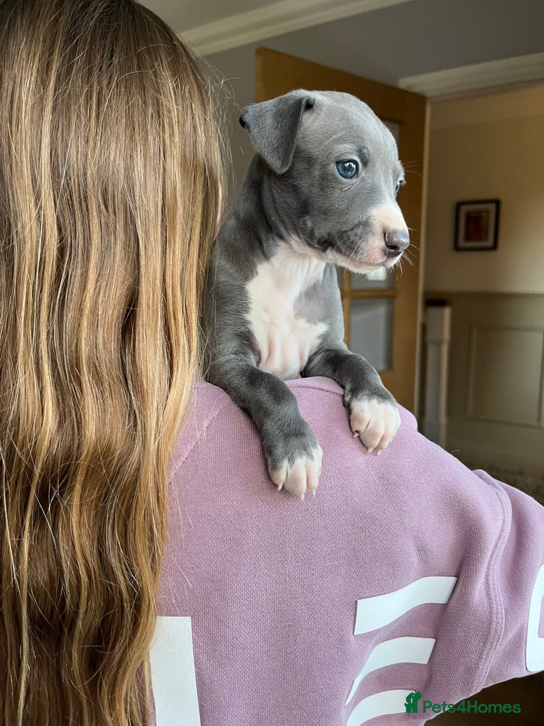 Italian Greyhound dogs for sale: 🐾kc registered Italian greyhound puppies 🐾 - Image 11