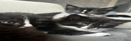 Mixed Breed cats for sale: 3 black and white tuxedo kittens, 2 male 1 female - Advert 9