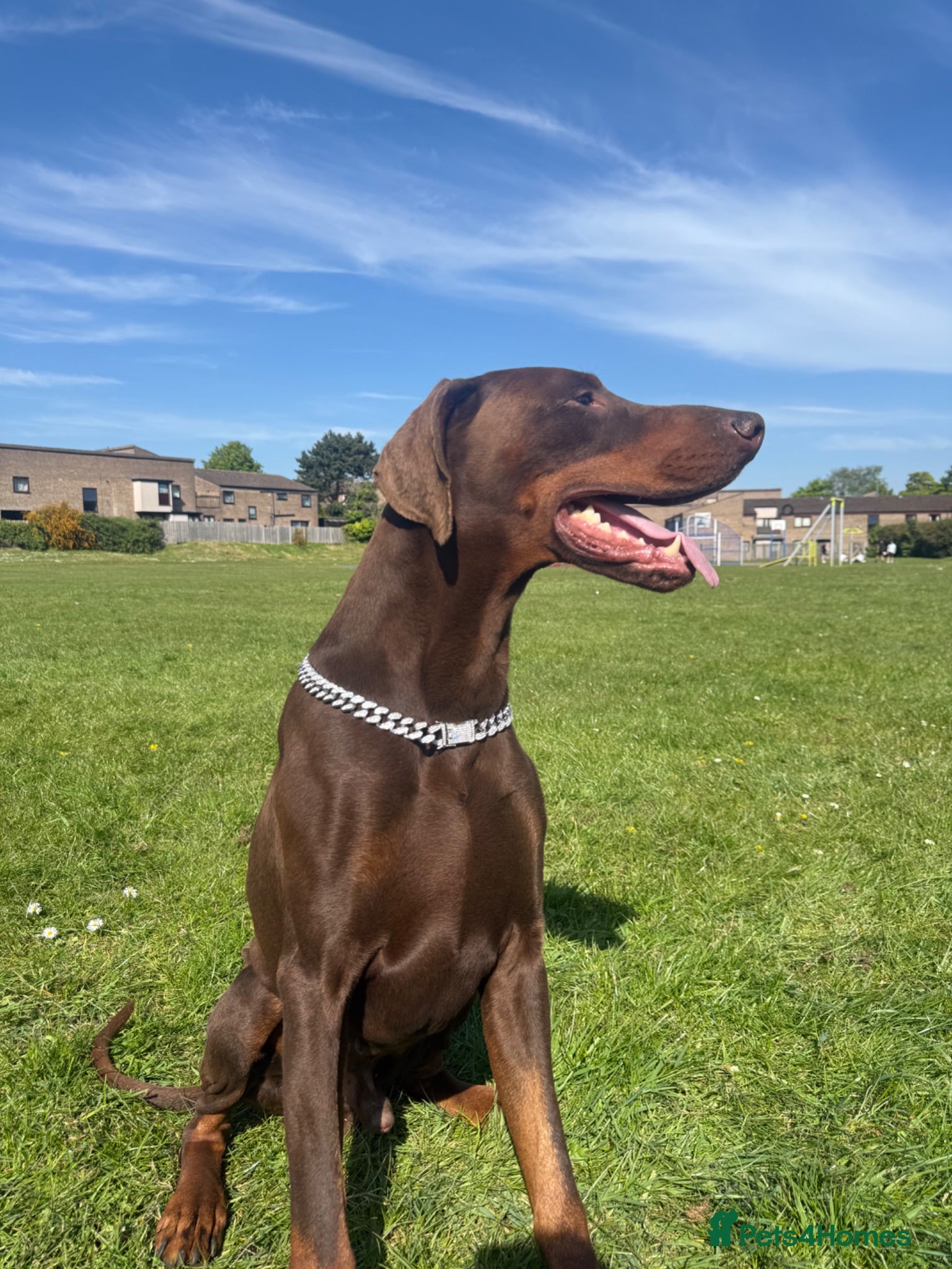 Dobermann dogs KC REGISTERED DOBERMANN PUPPIES - Advert 15