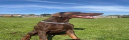 Dobermann dogs for sale: DOBERMANN PUPPIES - Advert 1